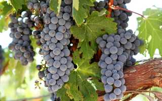 Каберне Совиньон (Cabernet Sauvignon) – вина, которые у всех на слуху