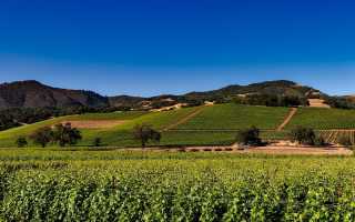 Вина Калифорнии (California wines) – самого «винного» штата США
