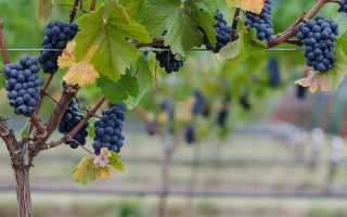 Пино Нуар (Pinot Noir) – капризное вино с переменчивым вкусом