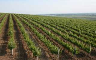 Характеристика молдавских вин (moldovan wines)