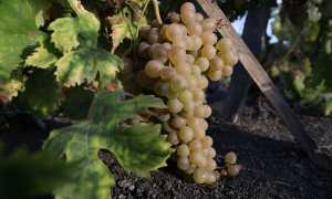 Мальвазия (Malvasia) – многодетная семья винного мира