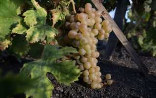 Мальвазия (Malvasia) – многодетная семья винного мира