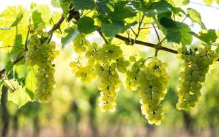Вино Пино Блан (Pinot Blanc) – близкий родственник Шардоне