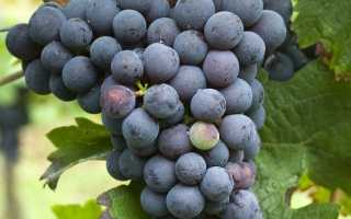 Каберне Фран (Cabernet Franc) – пряное красное вино