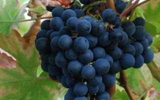 Мурведр (Mourvedre) – «деревенское» испанское красное вино, покорившее мир