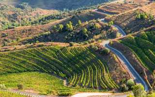 Вина Приората (Priorat wine) – испанские «напитки из камня»