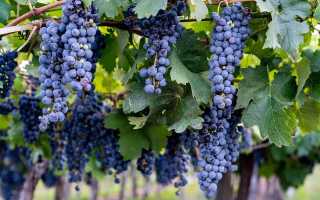 Мальбек (Malbec) – красное вино с высоким содержанием танинов