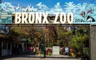 Бронкс (Bronx) – коктейль, названный в честь зоопарка