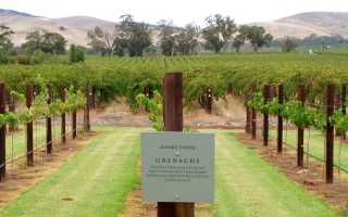 Гренаш (Grenache) – крепкое красное вино