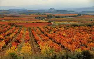 Вина Риохи (Rioja wine) – дух Испании в бокале