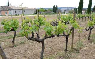 Зинфандель (Zinfandel) – узнаваемое калифорнийское вино