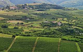 Характеристика вин Хорватии (Croatian wines)