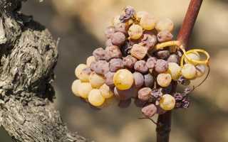 Сотерн (Sauternes) – элитное французское вино с плесенью