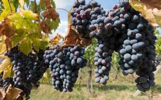 Вина Тосканы (Toscana wines) – самого неповторимого региона Италии