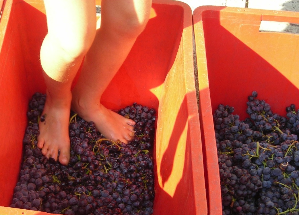 фото красной схемы брожения