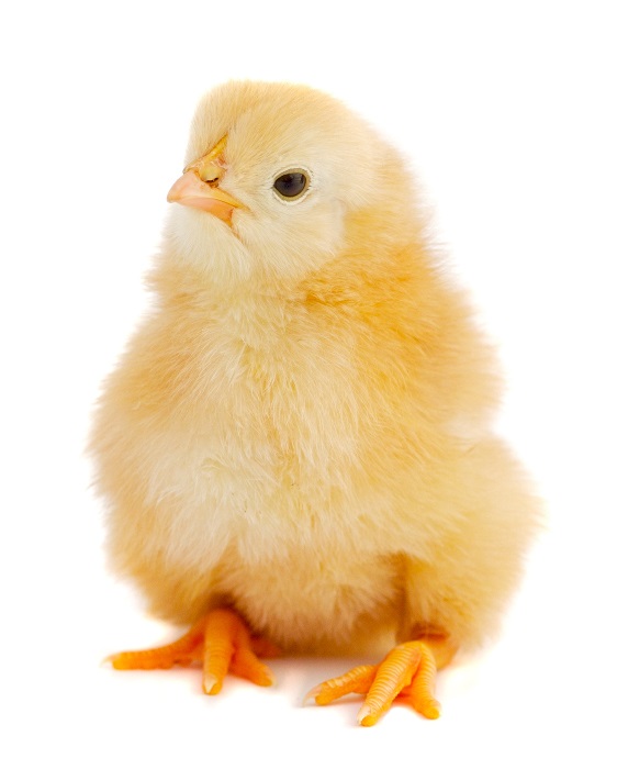 лечение цыплят водкой