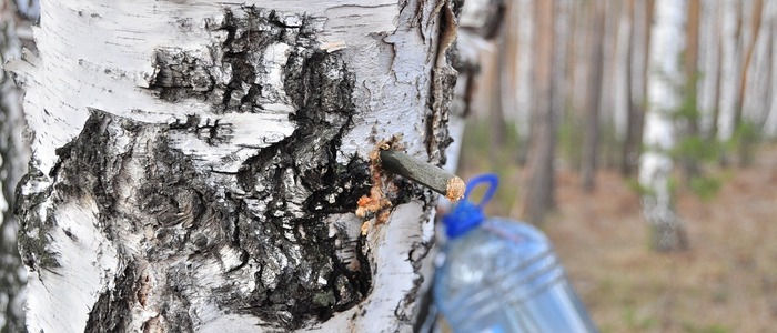 берёзовый сок с лимонной кислотой