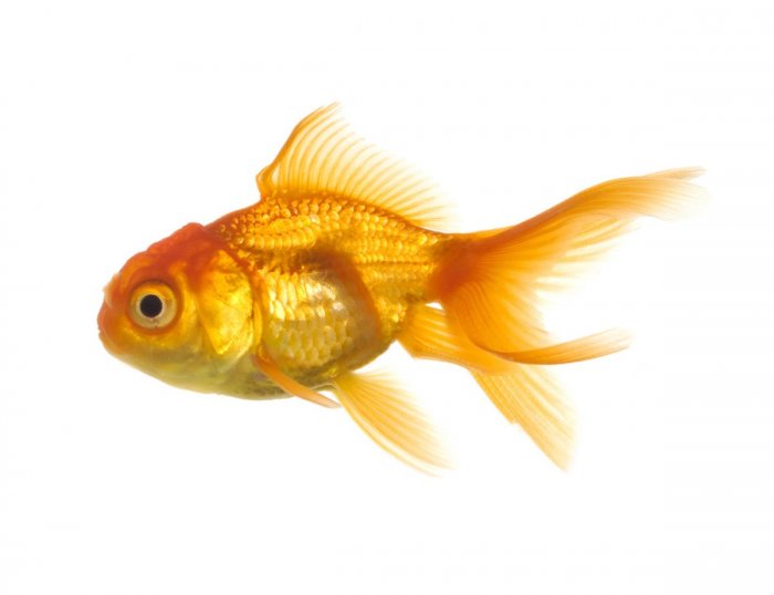 Золотые рыбки совместимость Совместимость рыбок