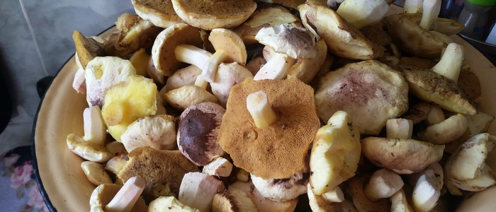 маринованные маслята маринованные маслята без стерилизации