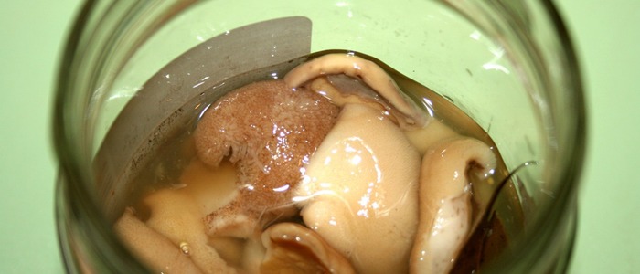 маринованные маслята маринованные маслята в банках