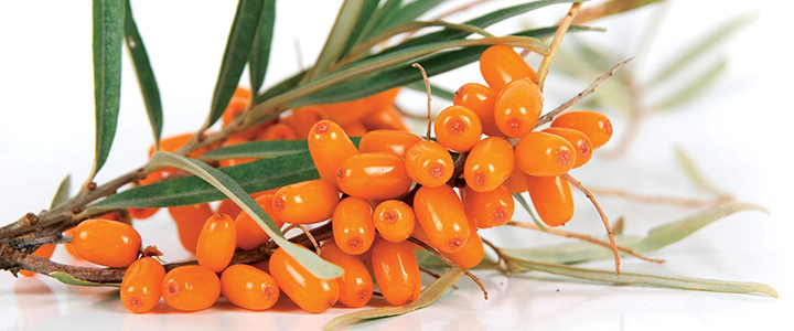 Полезные свойства облепихи Польза облепихи