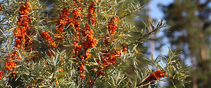 Применение облепихи Лечебные свойства облепихи