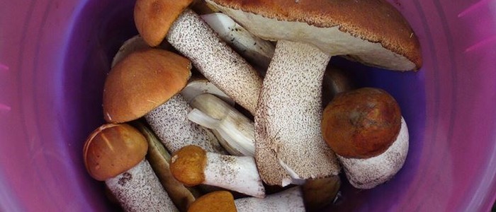 маринованные подосиновики на зиму