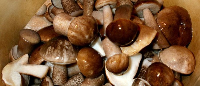 маринованные подосиновики на зиму