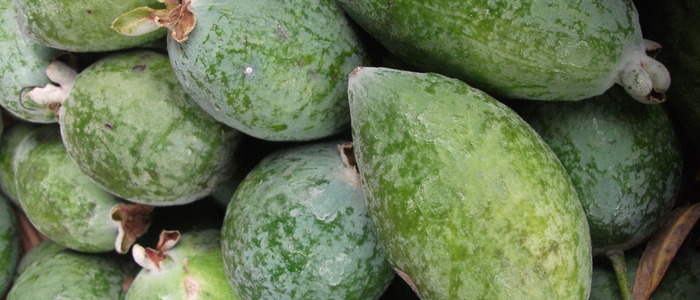 компот из фейхоа польза компота из фейхоа