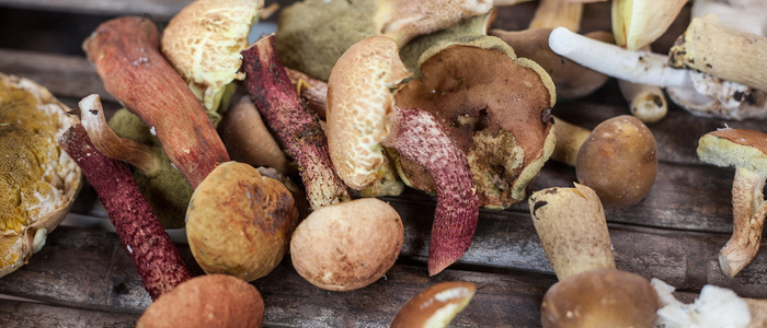 грибы испортились понять, что грибы испортились