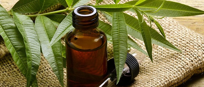 Масло чайного дерева от грибка ногтей применение масла чайного дерева от грибка ногтей.