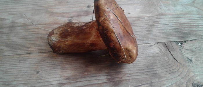 маринованные свинушки на зиму