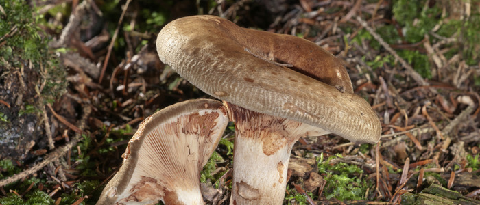 икра из свинушек на зиму