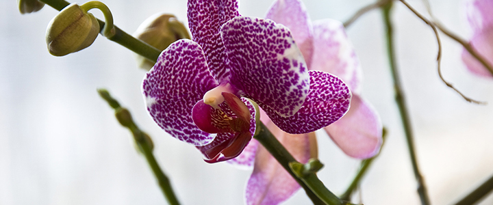 Цитокининовая паста для комнатных растений Цитокининовая паста для растений