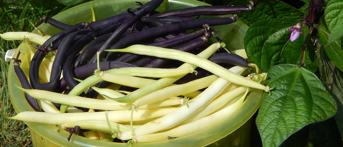 армянская турша